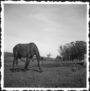 CH-NB - Belgisch-Kongo, Nioka- Tiere - Annemarie Schwarzenbach - SLA-Schwarzenbach-A-5-25-224