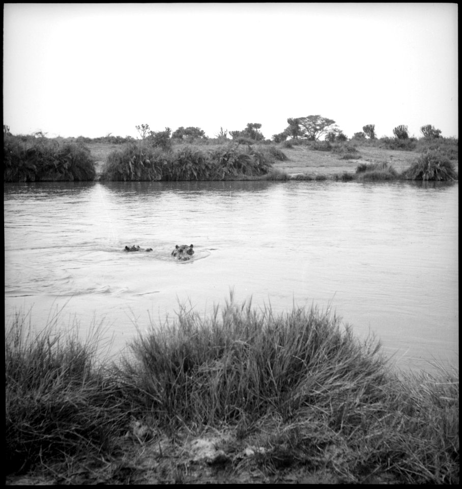 CH-NB - Belgisch-Kongo, Parc National Albert (Parc National des Virunga)- Fluss Rutshuru - Annemarie Schwarzenbach - SLA-Schwarzenbach-A-5-25-207
