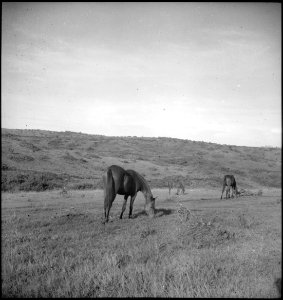 CH-NB - Belgisch-Kongo, Nioka- Tiere - Annemarie Schwarzenbach - SLA-Schwarzenbach-A-5-25-220