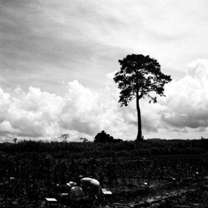 CH-NB - Belgisch-Kongo, Thysville (Mbanza Ngungu)- Landschaft - Annemarie Schwarzenbach - SLA-Schwarzenbach-A-5-26-011