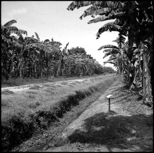 CH-NB - Belgisch-Kongo, Thysville (Mbanza Ngungu)- Landschaft - Annemarie Schwarzenbach - SLA-Schwarzenbach-A-5-26-021