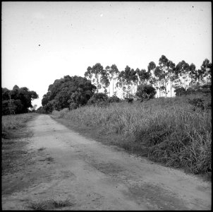 CH-NB - Belgisch-Kongo, Thysville (Mbanza Ngungu)- Landschaft - Annemarie Schwarzenbach - SLA-Schwarzenbach-A-5-26-029