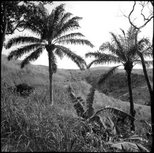 CH-NB - Belgisch-Kongo, Thysville (Mbanza Ngungu)- Landschaft - Annemarie Schwarzenbach - SLA-Schwarzenbach-A-5-26-013