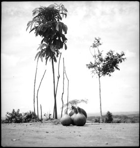 CH-NB - Belgisch-Kongo, Thysville (Mbanza Ngungu)- Landschaft - Annemarie Schwarzenbach - SLA-Schwarzenbach-A-5-26-082