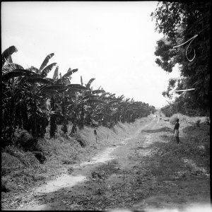 CH-NB - Belgisch-Kongo, Thysville (Mbanza Ngungu)- Landschaft - Annemarie Schwarzenbach - SLA-Schwarzenbach-A-5-26-022