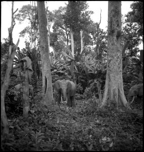 CH-NB - Belgisch-Kongo- Elefanten bei Aketi - Annemarie Schwarzenbach - SLA-Schwarzenbach-A-5-25-056