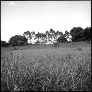 CH-NB - Belgisch-Kongo, Thysville (Mbanza Ngungu)- Landschaft - Annemarie Schwarzenbach - SLA-Schwarzenbach-A-5-26-030