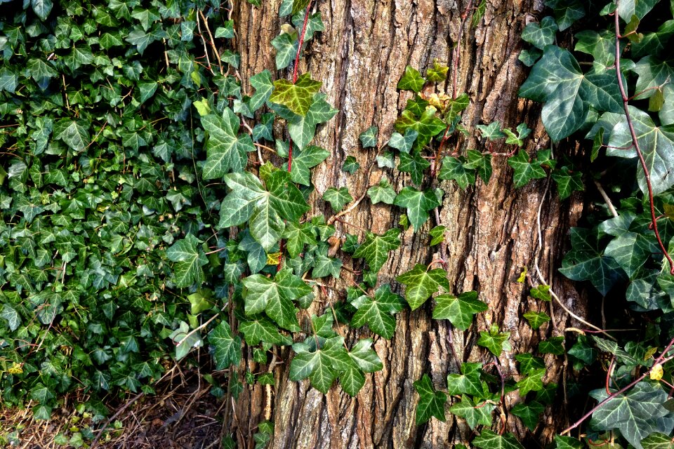 Creeper foliage leaves