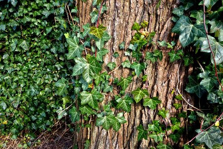 Creeper foliage leaves photo