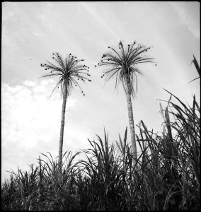 CH-NB - Belgisch-Kongo, Thysville (Mbanza Ngungu)- Landschaft - Annemarie Schwarzenbach - SLA-Schwarzenbach-A-5-26-083