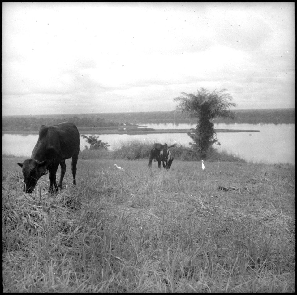 CH-NB - Belgisch-Kongo, Lisala- Landschaft - Annemarie Schwarzenbach - SLA-Schwarzenbach-A-5-25-166