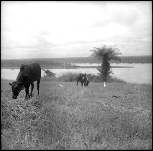 CH-NB - Belgisch-Kongo, Lisala- Landschaft - Annemarie Schwarzenbach - SLA-Schwarzenbach-A-5-25-166