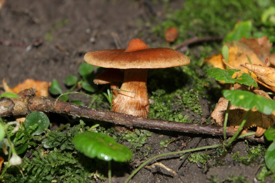 Mushroom nature natural