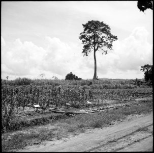 CH-NB - Belgisch-Kongo, Thysville (Mbanza Ngungu)- Landschaft - Annemarie Schwarzenbach - SLA-Schwarzenbach-A-5-26-023