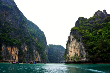 Sailing green plants photo