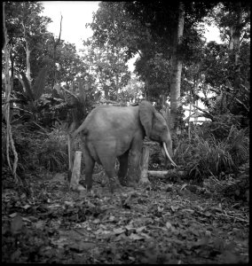 CH-NB - Belgisch-Kongo- Elefanten bei Aketi - Annemarie Schwarzenbach - SLA-Schwarzenbach-A-5-25-058