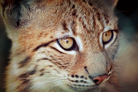 Animal big cat cat portrait