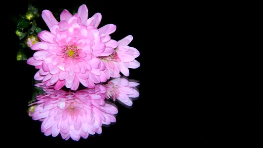 The reflection of the image pink flower plant