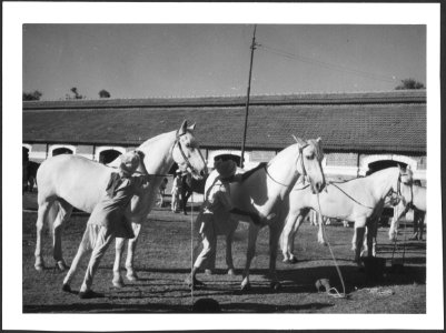 CH-NB - Britisch-Indien, Indore- Tiere - Annemarie Schwarzenbach - SLA-Schwarzenbach-A-5-22-129