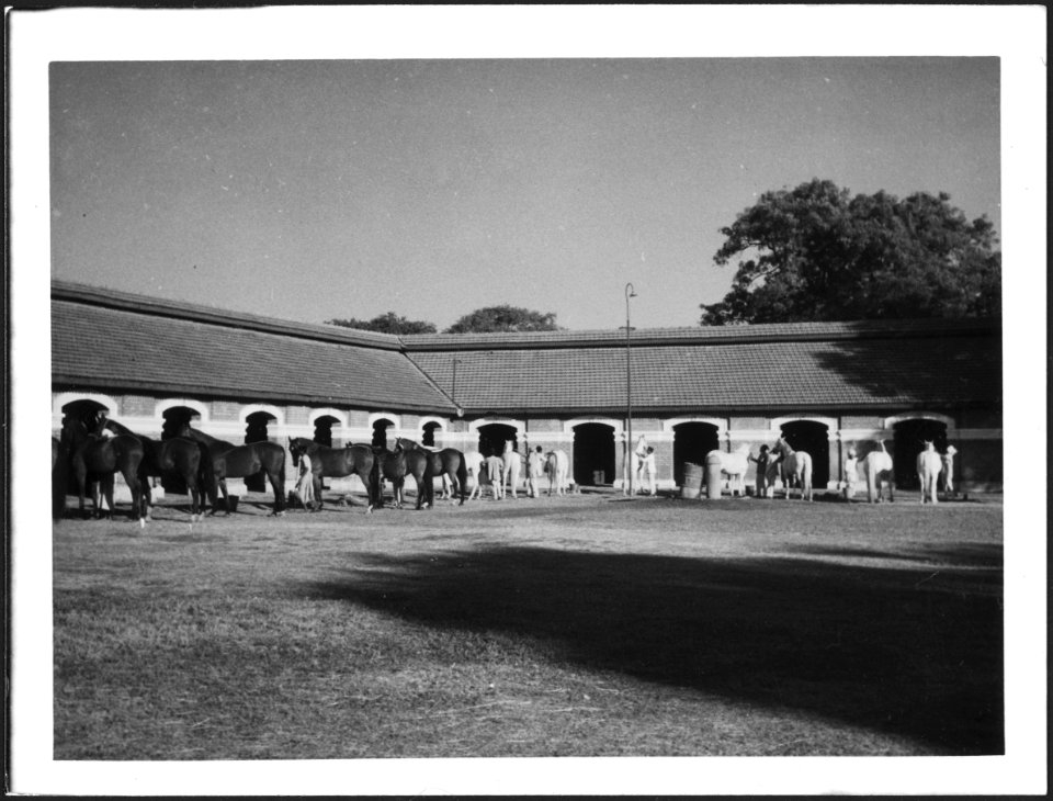 CH-NB - Britisch-Indien, Indore- Tiere - Annemarie Schwarzenbach - SLA-Schwarzenbach-A-5-22-126