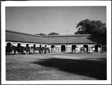 CH-NB - Britisch-Indien, Indore- Tiere - Annemarie Schwarzenbach - SLA-Schwarzenbach-A-5-22-126