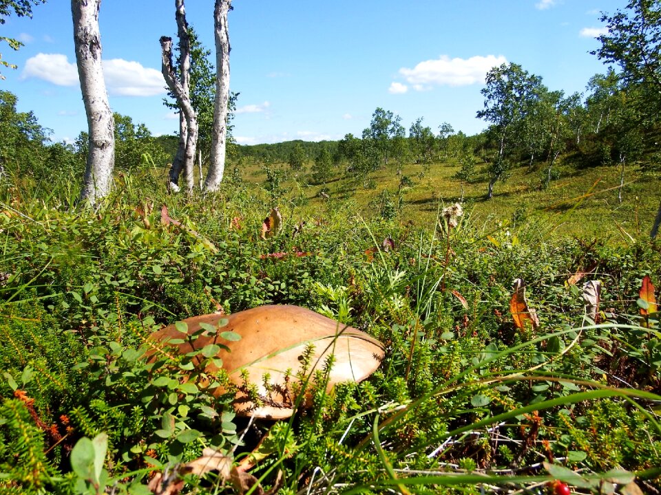Mushroom orange-cap boletus hat