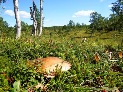 Mushroom orange-cap boletus hat photo