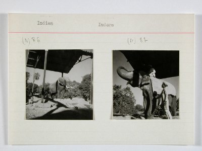 CH-NB - Britisch-Indien, Indore- Tiere - Annemarie Schwarzenbach - SLA-Schwarzenbach-A-5-22-115