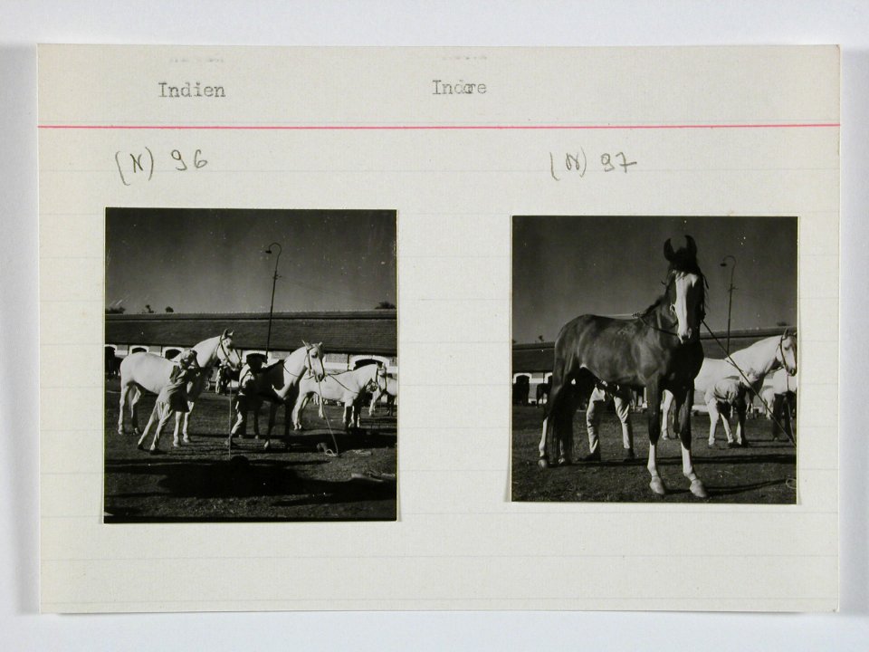 CH-NB - Britisch-Indien, Indore- Tiere - Annemarie Schwarzenbach - SLA-Schwarzenbach-A-5-22-127