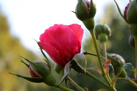 Rose blooms the petals plant