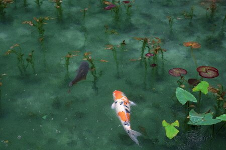 River lake fish photo