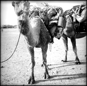 CH-NB - Britisch-Indien, zwischen Peshawar und Lahore- Landschaft - Annemarie Schwarzenbach - SLA-Schwarzenbach-A-5-22-042