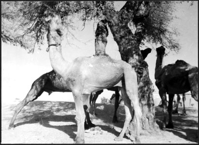 CH-NB - Britisch-Indien, zwischen Peshawar und Lahore- Tiere - Annemarie Schwarzenbach - SLA-Schwarzenbach-A-5-22-035