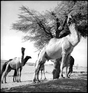 CH-NB - Britisch-Indien, zwischen Peshawar und Lahore- Tiere - Annemarie Schwarzenbach - SLA-Schwarzenbach-A-5-22-032