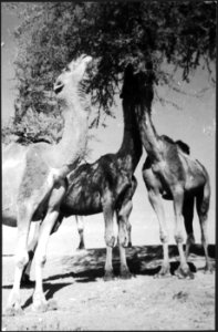 CH-NB - Britisch-Indien, zwischen Peshawar und Lahore- Tiere - Annemarie Schwarzenbach - SLA-Schwarzenbach-A-5-22-037