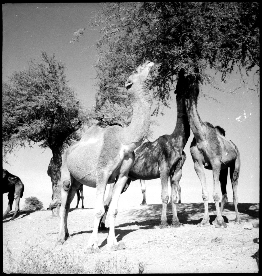 CH-NB - Britisch-Indien, zwischen Peshawar und Lahore- Tiere - Annemarie Schwarzenbach - SLA-Schwarzenbach-A-5-22-038