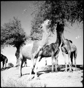 CH-NB - Britisch-Indien, zwischen Peshawar und Lahore- Tiere - Annemarie Schwarzenbach - SLA-Schwarzenbach-A-5-22-038