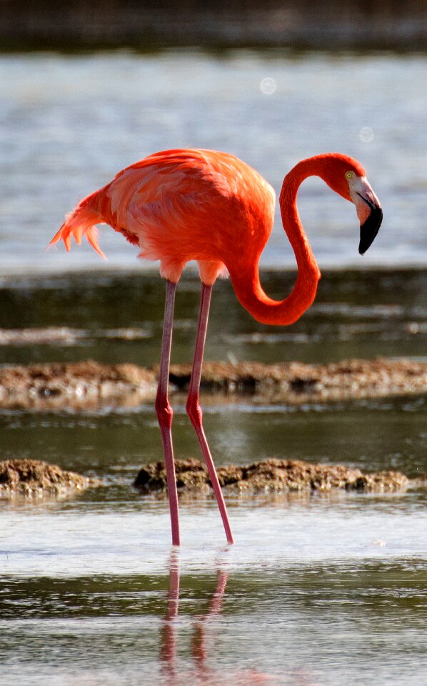 Bird lagoon wildlife
