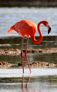 Bird lagoon wildlife