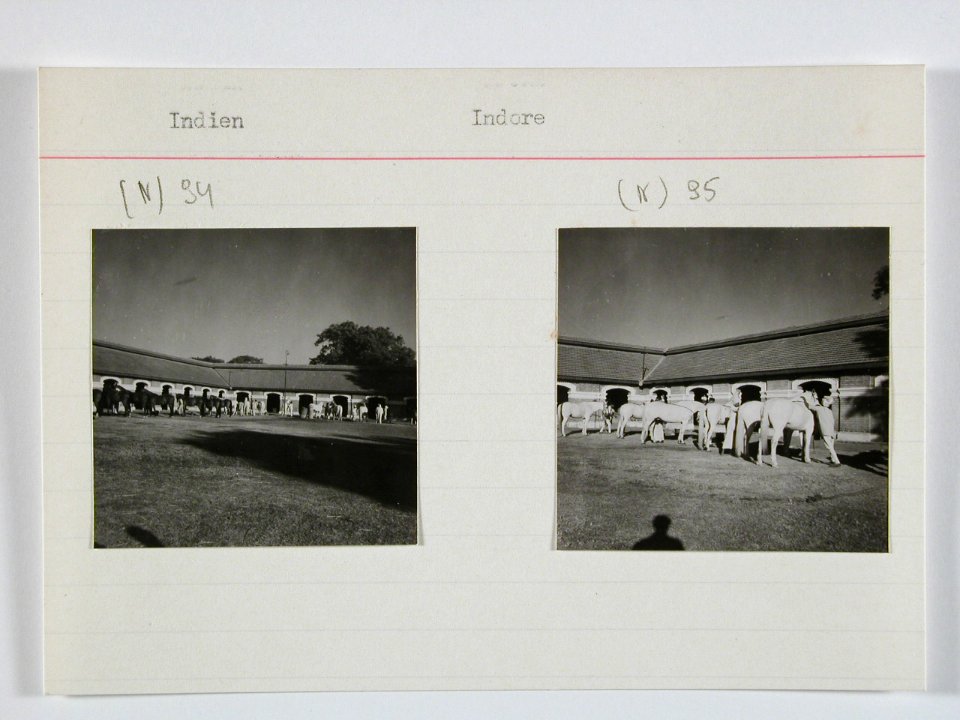 CH-NB - Britisch-Indien, Indore- Tiere - Annemarie Schwarzenbach - SLA-Schwarzenbach-A-5-22-124