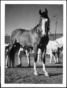 CH-NB - Britisch-Indien, Indore- Tiere - Annemarie Schwarzenbach - SLA-Schwarzenbach-A-5-22-130 photo