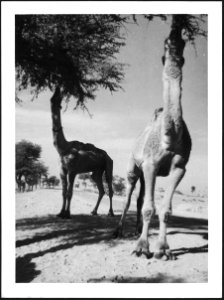 CH-NB - Britisch-Indien, zwischen Peshawar und Lahore- Tiere - Annemarie Schwarzenbach - SLA-Schwarzenbach-A-5-22-036
