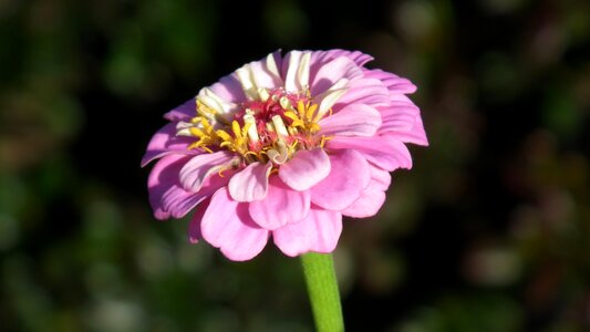 Nature plant garden