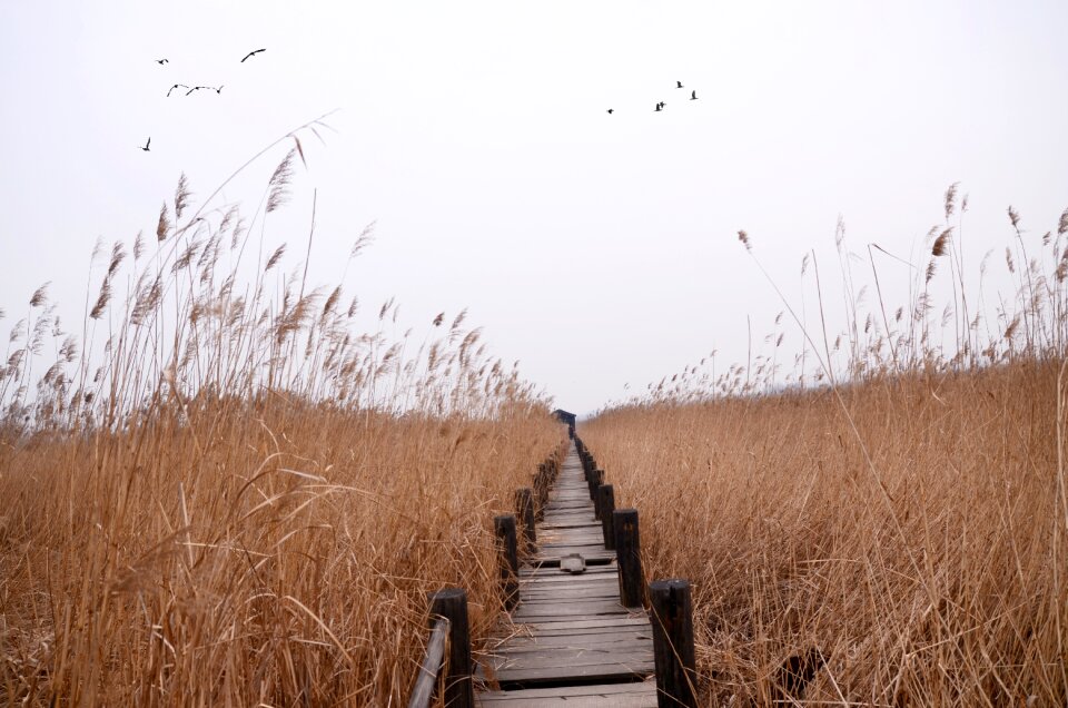 Chen bridge the yellow river wetland small view