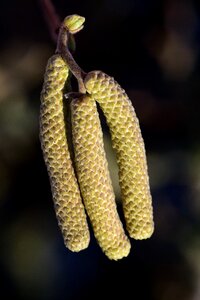 Allergy pollen seeds