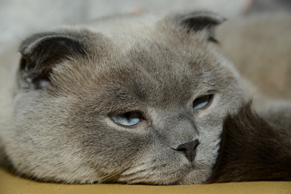 Portrait living nature cat
