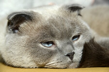 Portrait living nature cat