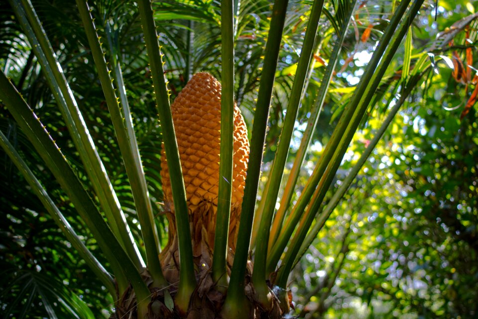 Garden tree comanche