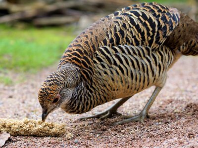 Feather plumage animal photo