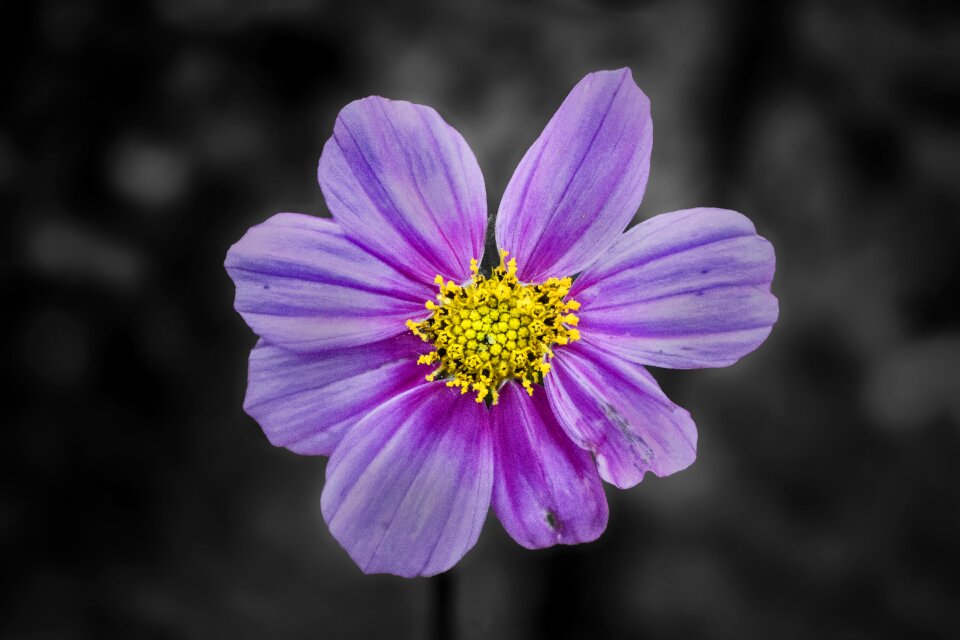 Petal garden blooming